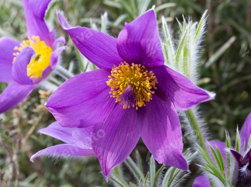 Preview: Close-up of a blue pasqueflower (Pulsatilla pratensis)