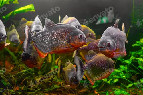 Preview: Piranha, Pygocentrus Nattereri Swimming In Aquarium Pool With Green Seaweed.