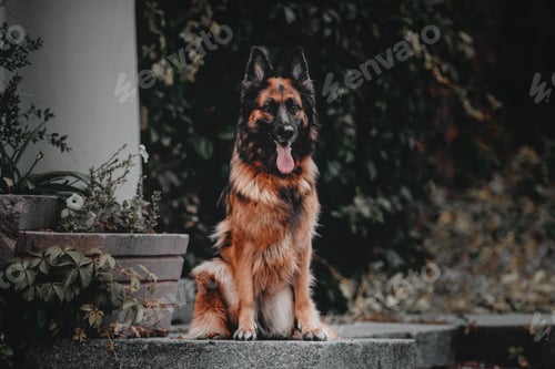 Preview: German Shepherd dog with leaves in autumn. Halloween dog. Autumn mood.