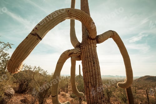 Preview: Cactus