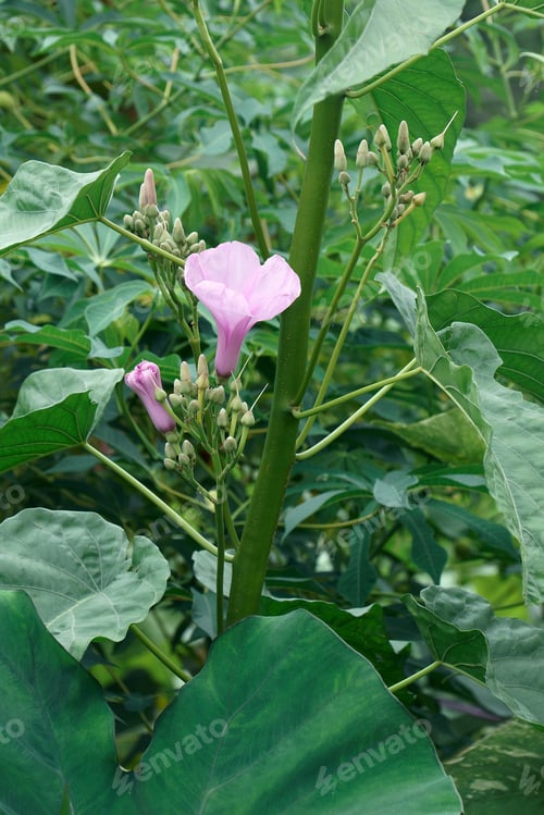Preview: Pink Morning Glory (Ipomoea Carnea). Called Bush Morning Glory Also