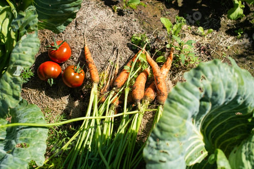 Preview: Fresh Harvest of Carrots and Tomatoes in Garden