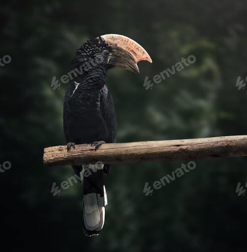 Preview: Male Silvery-Cheeked Hornbill (Bycanistes brevis)