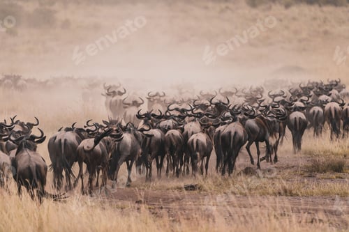 Preview: Large herd of wild Blue wildebeests during the grand migration