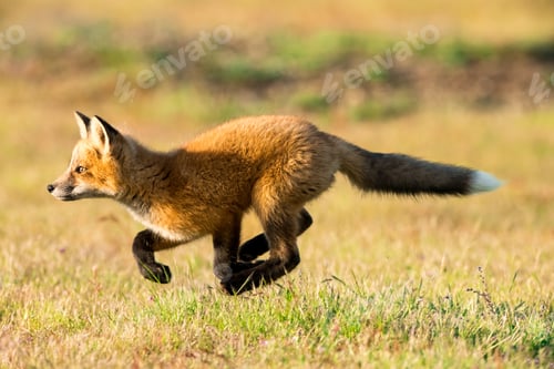 Preview: Selective focus shot of a running red fox in San Juan Island, Washington state, USA