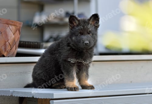 Preview: German shepherd puppy sitting outdoors