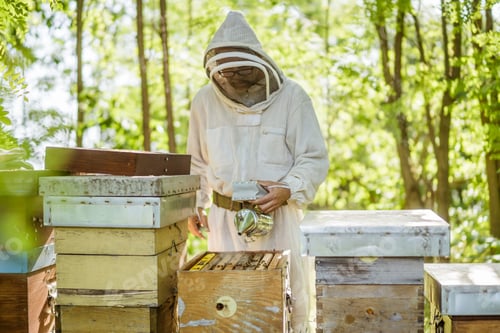 Preview: Beekeeping