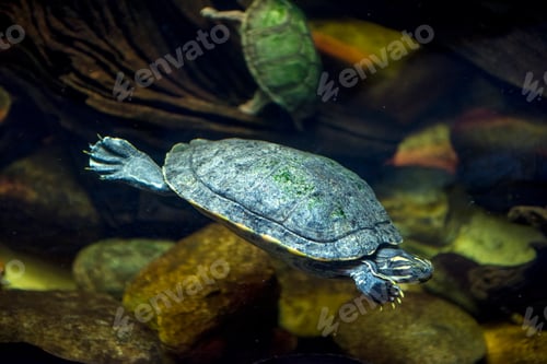 Preview: Sea turtle in an aquarium