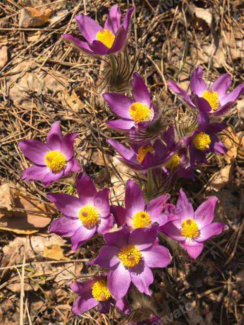 Preview: The first flowers, snowdrops, in the forest on a spring day