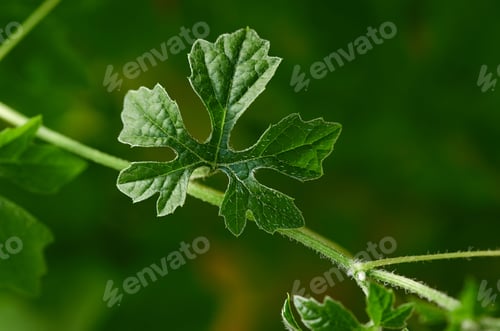 Preview: Close-up of the green leaf on the vine
