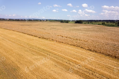 Preview: Aerial landscape view of yellow cultivated agricultural field with ripe wheat on bright summer day