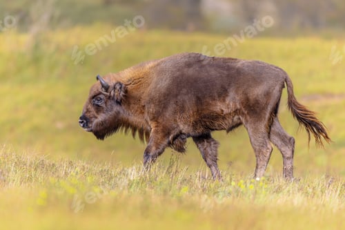 Preview: Wisent or European bison one animal