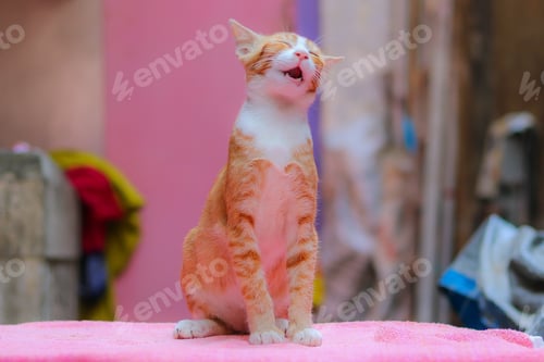 Preview: Cute little kitty