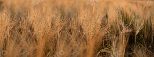 Preview: Closeup photography of spica heads bathing in sunlight.Large banner,good for text overlay.