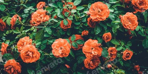 Preview: Background of red bush roses close-up. Texture of greenery and flowers in garden. Floral backdrop