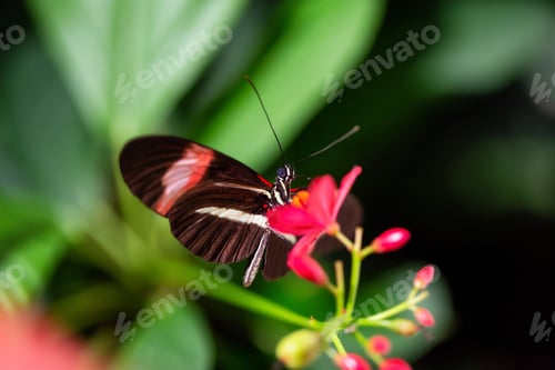 Preview: Macro Picture of a Butterfly