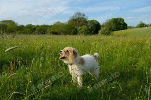 Preview: Small white fluffy dog standing on a meadow.