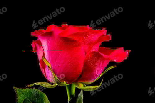 Preview: Red tea rose on a black background