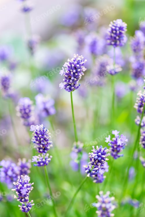 Preview: Vertical shot of lavenders in a field