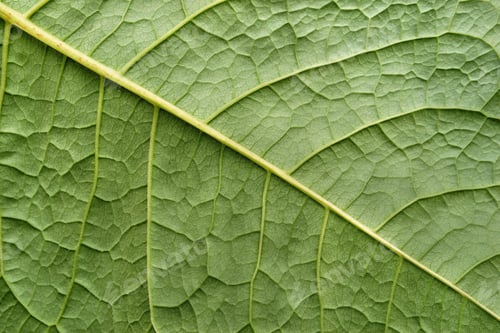 Preview: Texture Of A Surface Of A Leaf Of A Plant With Streaks Closeup For A Abstract Natural Natural