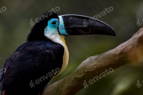 Preview: toucan, bird, colours, tropics