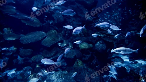 Preview: Beautiful underwater view on sea bottom with lots of fishes, weeds and coral reefs