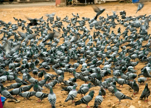Preview: lots of pigeons gathering for food