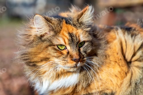 Preview: fluffy cat. Horizontal view
