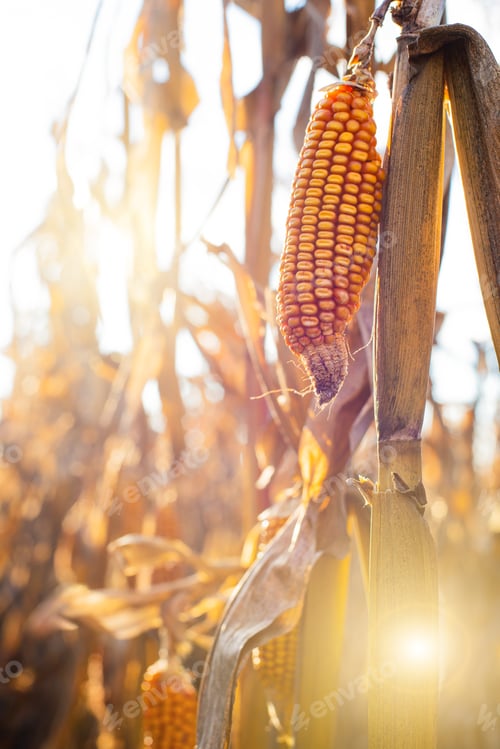 Preview: Dry corn stalks with cobs backlit by sun at fields autumn time