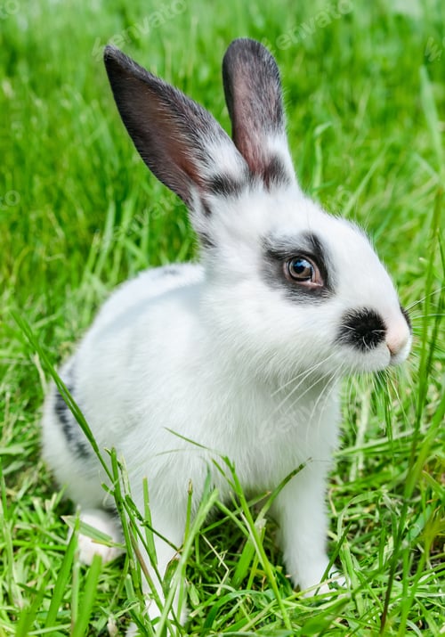 Preview: Rabbit sitting in grass, smiling at camera