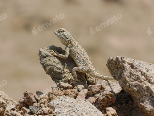 Preview: Closeup of a lizard crawling on rocks in a desert in Saudi Arabia