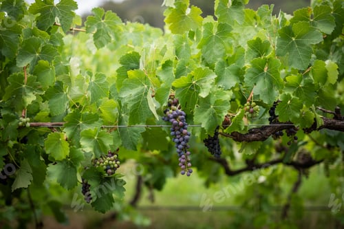 Preview: Vineyard Grapes Ripening Lush Green Leaves
