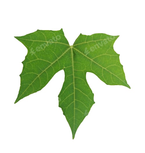 Preview: Cut out outline green leaf isolated on white background, Cnidoscolus aconitifolius