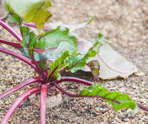 Preview: Red Beet