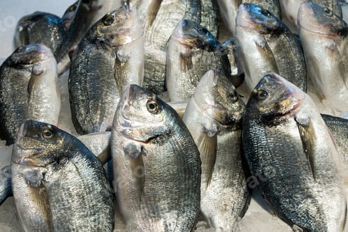 Preview: Dorado fish for sale