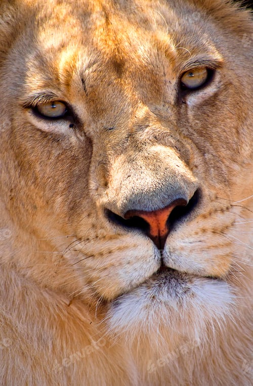 Preview: Lion, Wildlife Reserve, South Africa