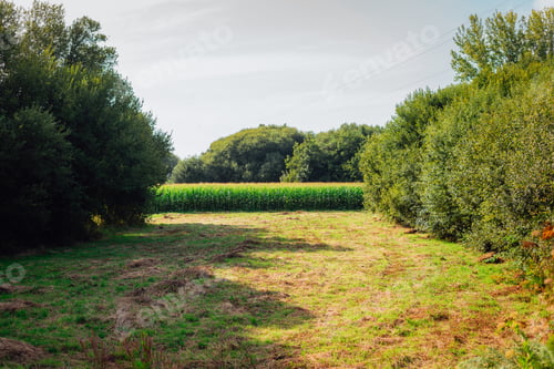 Preview: Small corn plantation between trees