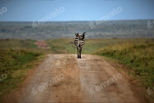 Preview: Zebra from behind on the road in an open field in Masai Mara, Kenya