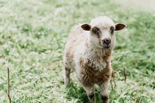 Preview: Sheep close-up with beautiful wool, green field promo for wool products