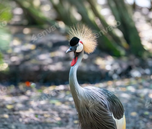 Vorschau: Grauer Kronenkranich
