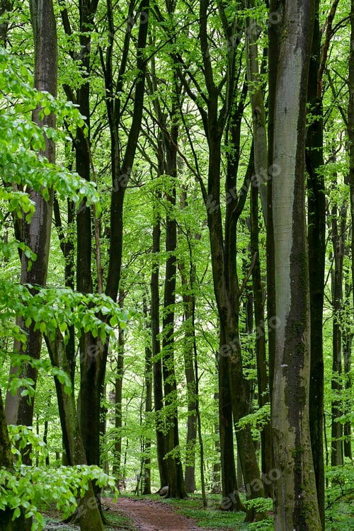 Preview: Full frame photo of green trees in summer