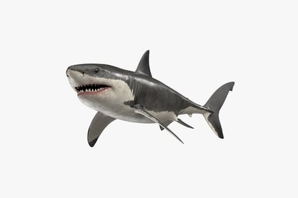 Preview: Detailed Great White Shark with Rig