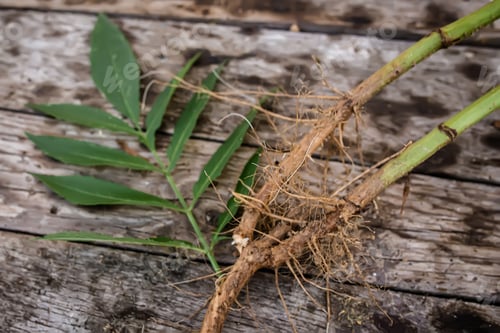 Preview: Root and leaf Sambucus ebulus, also known as danewort, dane weed, danesblood, dwarf elder or