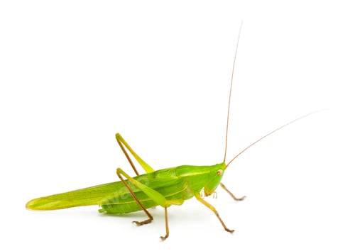 Vorschau: Großer Conehead, Ruspolia nitidula, vor weißem Hintergrund