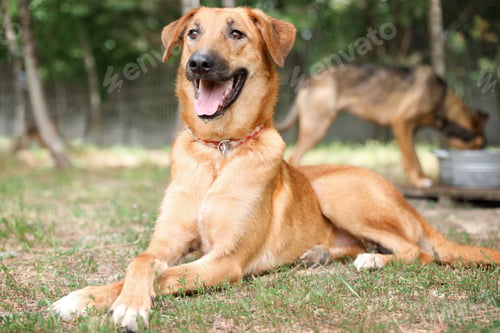 Preview: Homeless dog at animal shelter outdoors. Concept of volunteering
