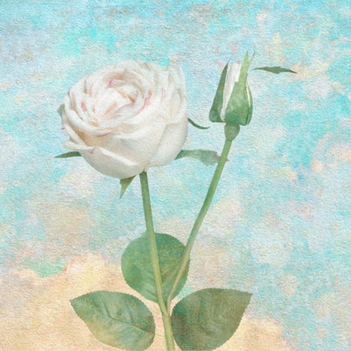 Preview: Blooming white rose flower on a green background