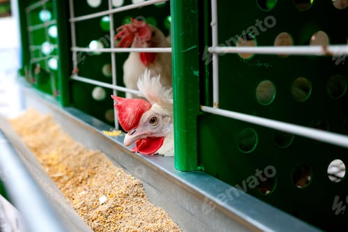 Preview: Breeding roosters and hens for meat feed inside the breeding area of a poultry farm, in Brazil. Braz