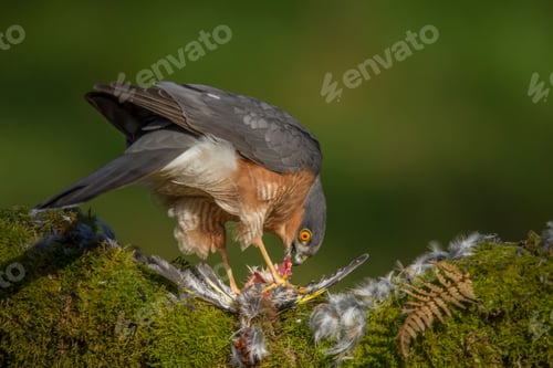 Preview: Eurasian sparrowhawk (Accipiter nisus) with its prey