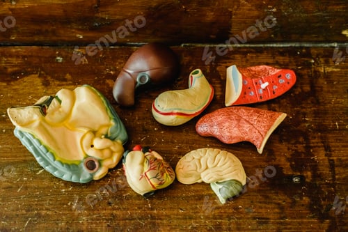Preview: Human organs of plastic to study the human body, kidney lung liver heart.