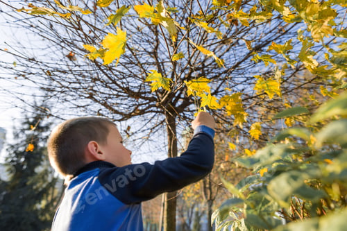 Preview: Portrait of boy child in sunny autumn park, background maple tree